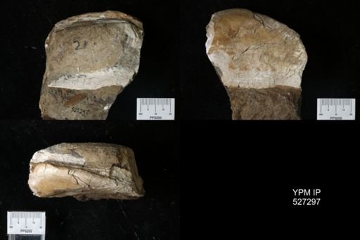 undet. Bivalvia