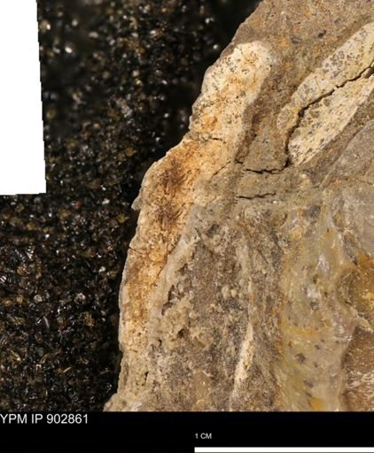 undet. Mollusca
