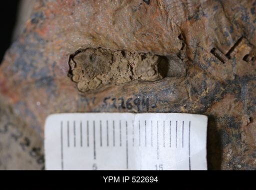 undet. Eocrinoidea