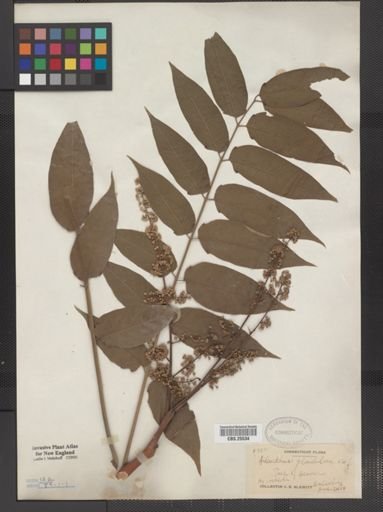 Ailanthus altissima