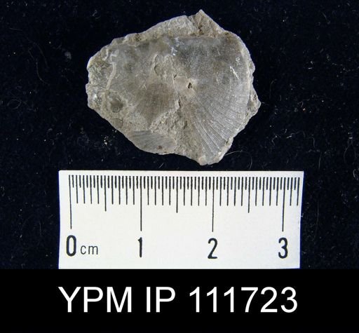 Brachyprion anticostiense