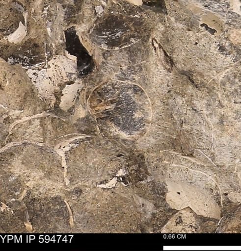 Protocardia sp.