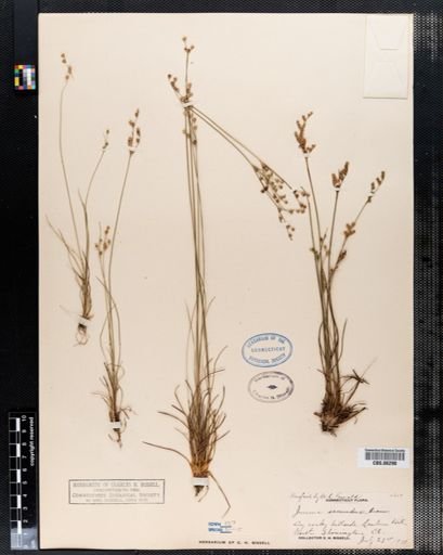 Juncus secundus