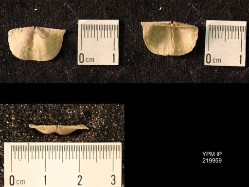 Chonetes sp.