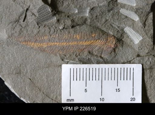 undet. Annelida