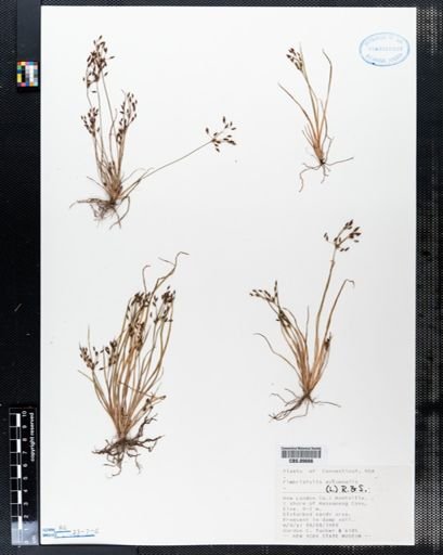 Fimbristylis autumnalis