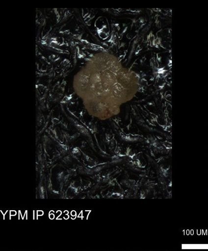 undet. Foraminiferida