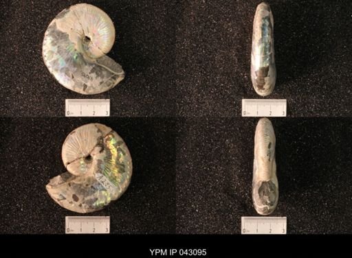 Hoploscaphites nicolletii