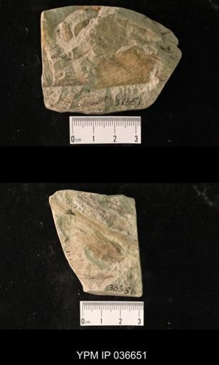 Etoblattina scudderi