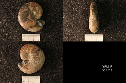 Hoploscaphites nicolletii