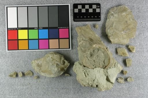 Subhyracodon sp.