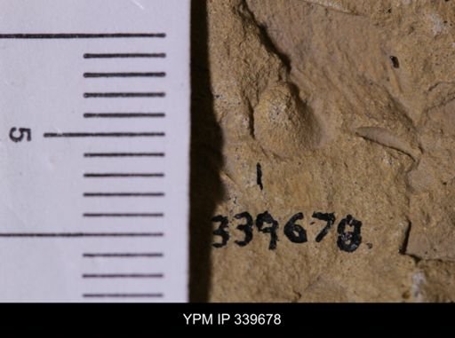 undet. Gastropoda