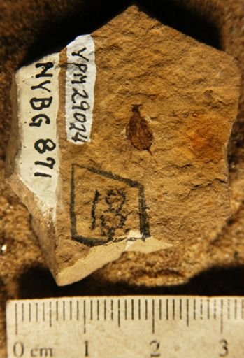 Dicotyledonae