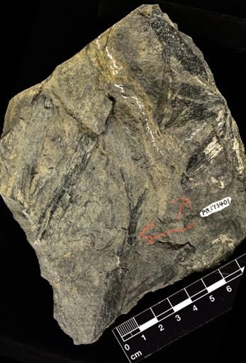 Psilophyton princeps