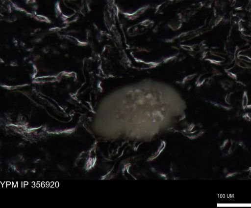 undet. Foraminiferida