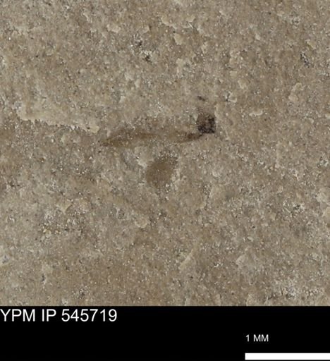 undet. Insecta