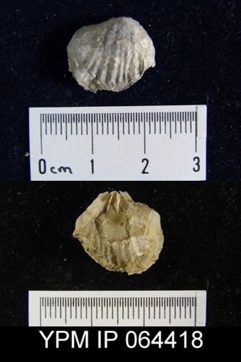 Sieberella roemeri