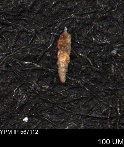 Verneuilina canadensis