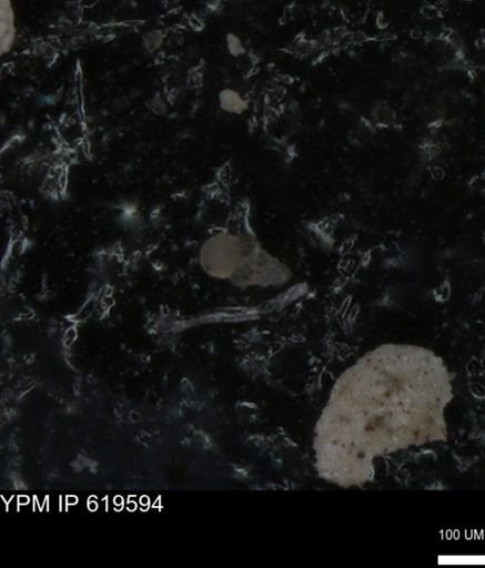 undet. Heterohelicidae