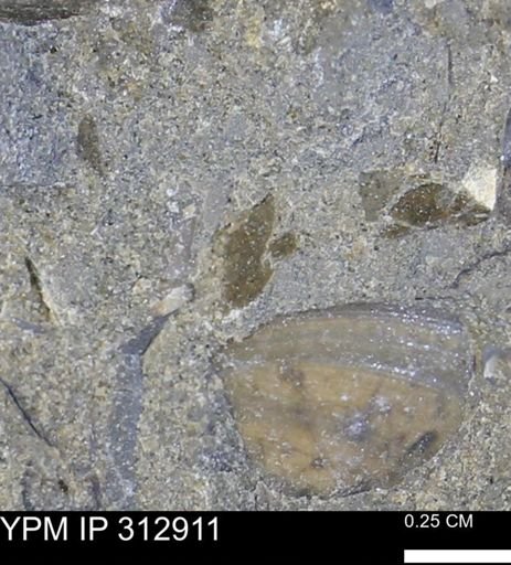 undet. Bivalvia
