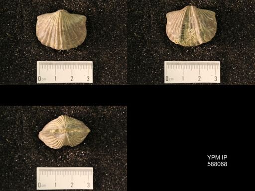 Platystrophia laticostata