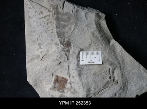undet. Eurypterida