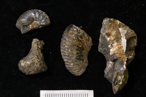 undet. Scaphitidae
