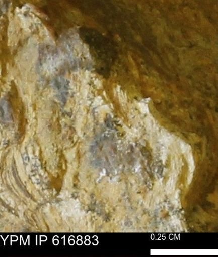 Teredo sp.