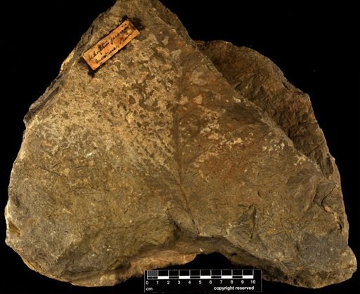 Archaeopteris