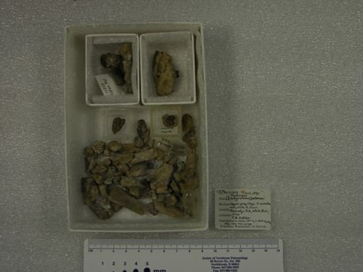 Pseudotomus petersoni