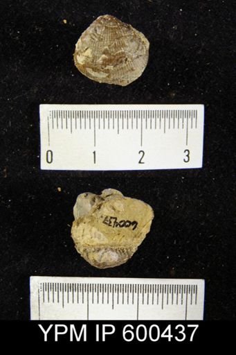 Productus pertenuis