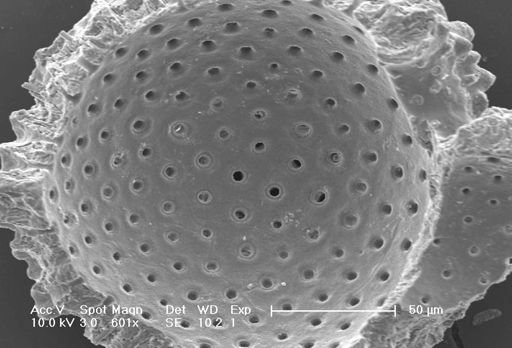 Globigerinoides ruber
