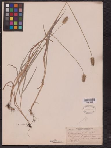 Setaria geniculata imberbis