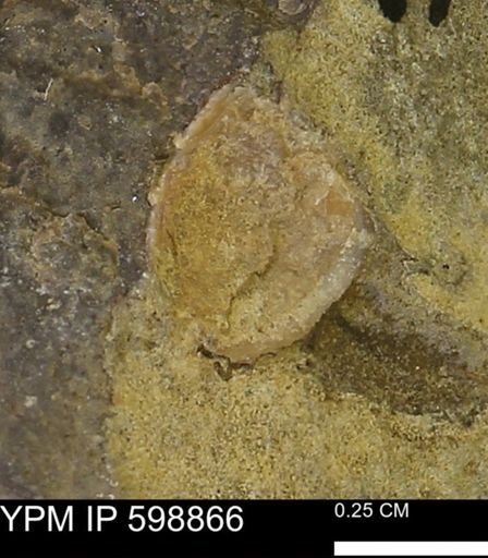 undet. Mollusca