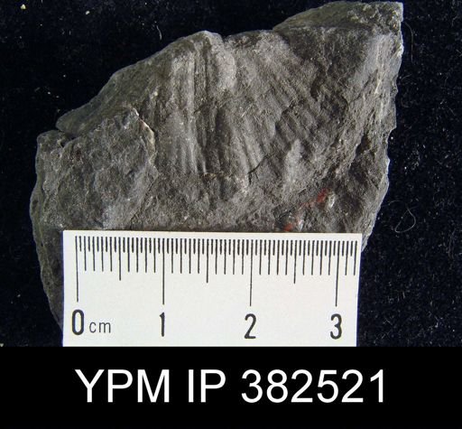 Spirifer cameratus
