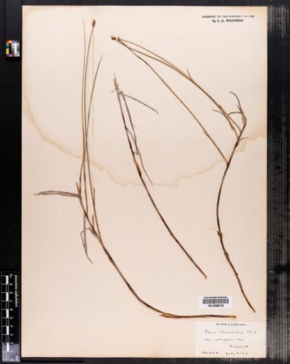 Carex chordorrhiza