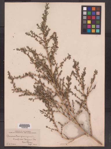 Amaranthus graecizans