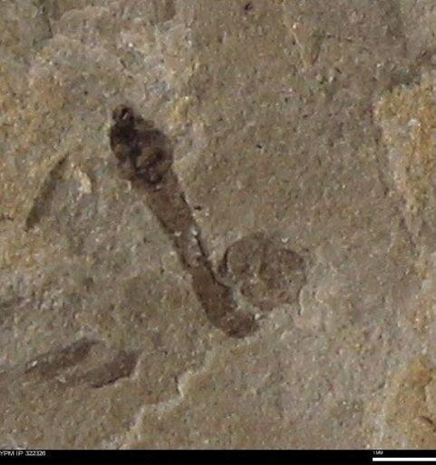 undet. Insecta