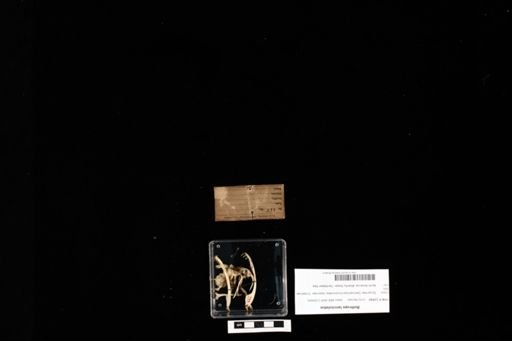 Bothrops lanceolatus