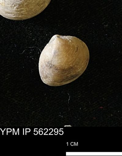 Limopsis striatopunctatus