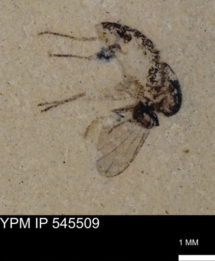 undet. Diptera