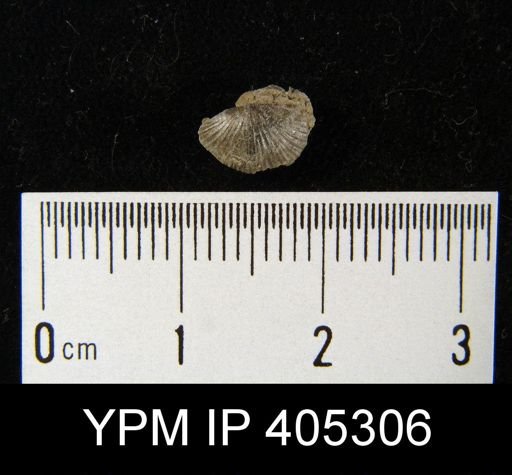 Devonochonetes sp.