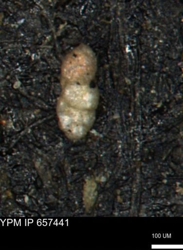 Bimonilina variana