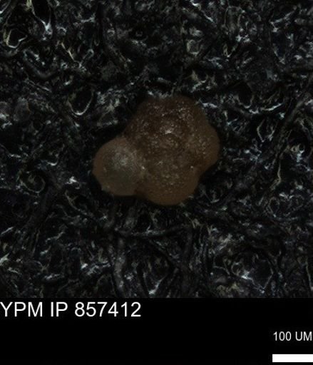 undet. Foraminiferida