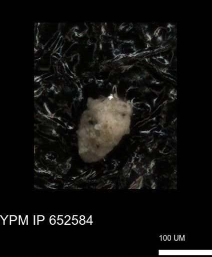 undet. Foraminiferida