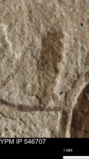 undet. Insecta