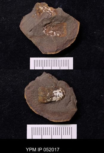 Anthracaris gracilis