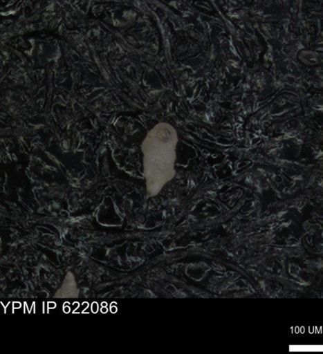 undet. Heterohelicidae