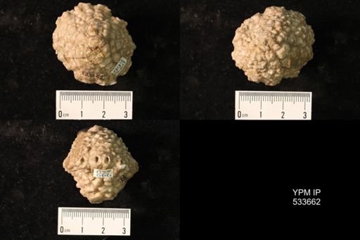 Abatocrinus grandis