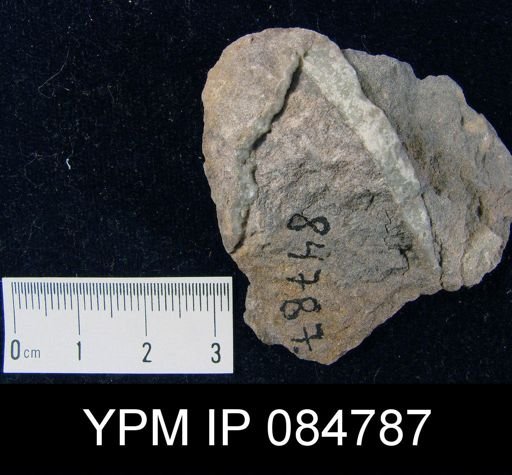 Conchidium knighti